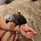 ببغاء ضايع اللي يحصله او يشوفه يدق علي