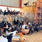 دجاج بياض