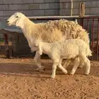 شاه خلفه صنف الصنف حرشاء وجريم خصم(( تمم البيعع ))