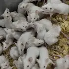 فئران تجارب