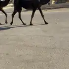 لقحات مجاهيم