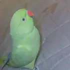 للبيع على السوم