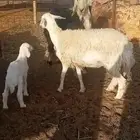 خلفات ثنيه وجذعه نجديه وحريه