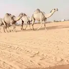 البل الكفوو