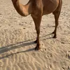 شعلا صفرا بكره