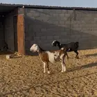 معزا للبيع