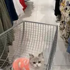 سكوتش ستريت