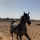 مهرة واهو