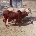 حسلان وحسيله للبيع