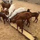 5 غنم مناتيج تحتها 5 3 ذكور و 2 اناث اعمارهم متفاوته