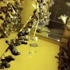 للبيع حمام دحول وباكستاني