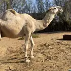 ابل