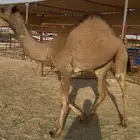 بكره حقه