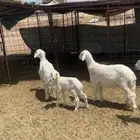 للبيع رخال الثنتين مقفله شحم