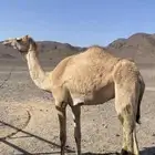 بكره