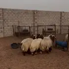 خرفان ضحايا جبره نعيمي