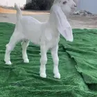 افلح من ذكر الله