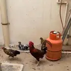 دجاج للبيع