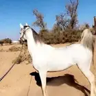 حصان شعبي