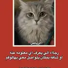قط مفقود له اسبوع في السويدي