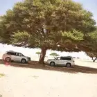 اشجار