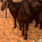 جفار قبرصيات طيبه خصم الموقع رماح