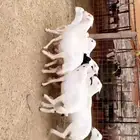 ضان حرش