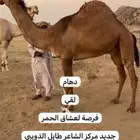 فحول ابل