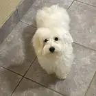كلب مالتيبو للتبني