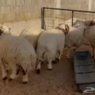طليان جذعان