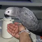 ببغاء كاسكو افريقي