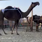 ضروبه مجهم نادره.