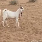 للبيع