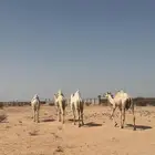 نياق للبيع
