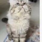 ذكر طالب زواج. سكوتش