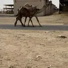 للبيع ثلاث خلفات الكفووو
