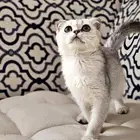 كتن سكوتش فولد بيور البيع سمح