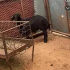 طلي عربي فل شحم عطو زين حقه موقع حضن