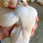 بيض سمان التكساس. العملاق