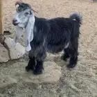 للبيع تيس فاخر ومعرف