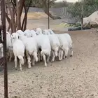 ذبائح ابورند