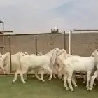 جفار بيض مطورات ناادره