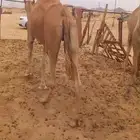 ناقة اصيل