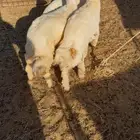 غنم