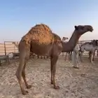 للبيع حاشي طيب