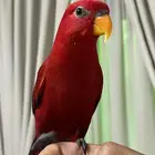 للبيع رد لوري أليف حمامة بالقفص