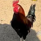 ديك عربي اصيل تراثي ( تاج )