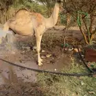 اصيلل كفو للبيع