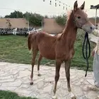 مهر شعبي عمر 5 شهور ونص