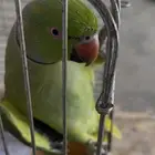 للبيع ذكر درة متكلم غير أليف بالقفص